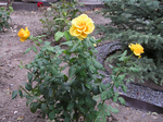  P7220008 (700x523, 575Kb)
