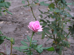  P7220010 (700x523, 435Kb)