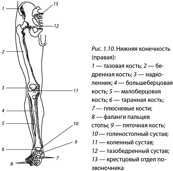 Схема ноги человека кости. Строение скелета нижних конечностей человека анатомия. Суставы нижних конечностей анатомия строение. Схема строения нижней конечности. Нижняя конечность кости ноги анатомия.