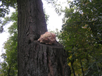  P7260044 (700x523, 537Kb)