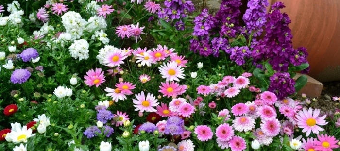 Colorful-Garden-720x320 (700x311, 222Kb)