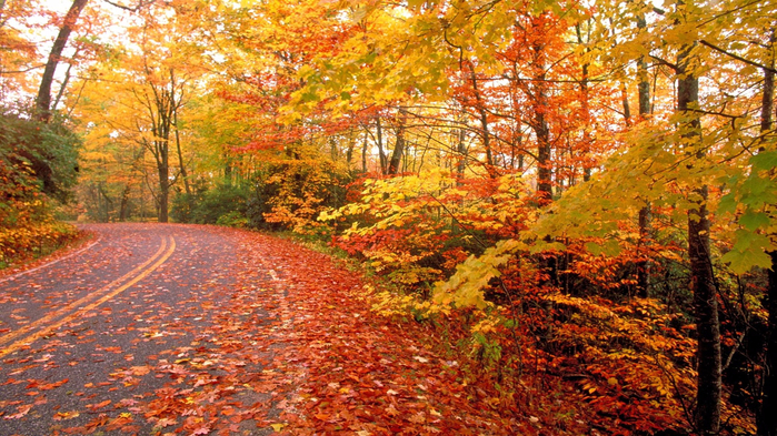 fall-nature-wallpaper-24 (700x393, 536Kb)