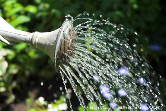 watering-can-2 (550x369, 122Kb)