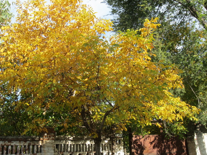 IMG_2684 (700x525, 218Kb)
