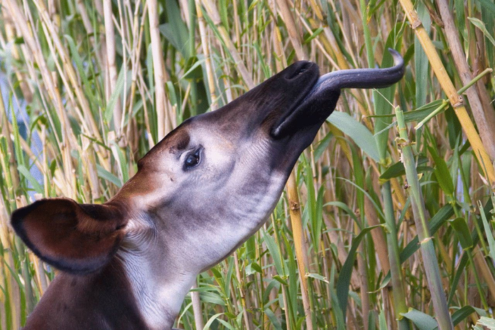 okapi-nature-animals.ru-14 (700x466, 427Kb)