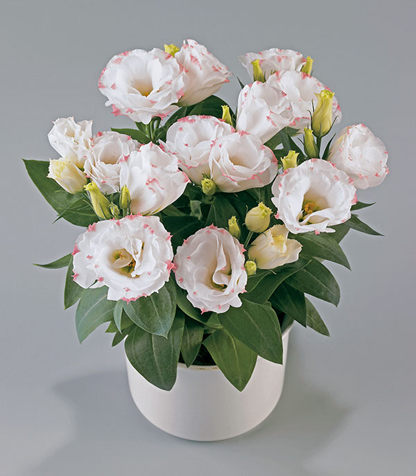 Lisianthus-F1-Rosie-Rose-Picotee (600x687, 72Kb)