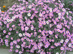  P7290007 (700x523, 710Kb)