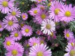  P7290009 (700x523, 564Kb)