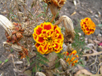  P7290011 (700x523, 495Kb)