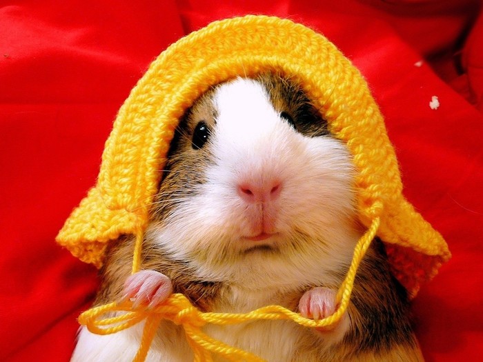 3573123_guineapigwallpaper13 (700x525, 90Kb)