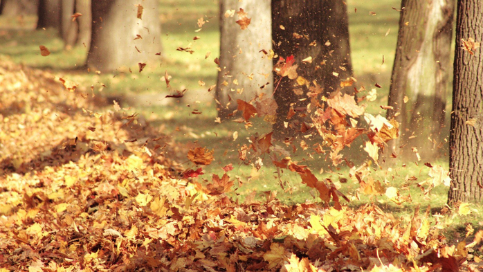 autumn-leaves-33096-33852-hd-wallpapers (800x493, 438Kb)