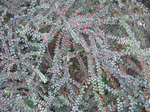  P7310058 (700x523, 699Kb)