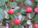  P7310060 (700x523, 450Kb)