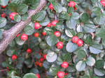  P7310062 (700x523, 505Kb)