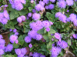  P7310064 (700x523, 636Kb)