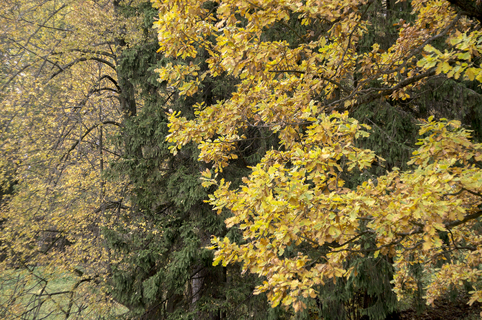 4213829__DSC9013 (700x464, 607Kb)