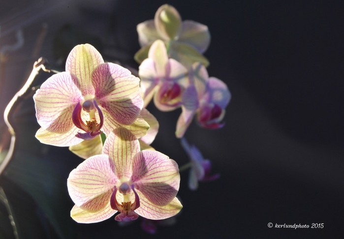 light_flower_petals_nikon_illuminated_indoors_photochallenge_orhid-612954.jpg!d (700x487, 55Kb)