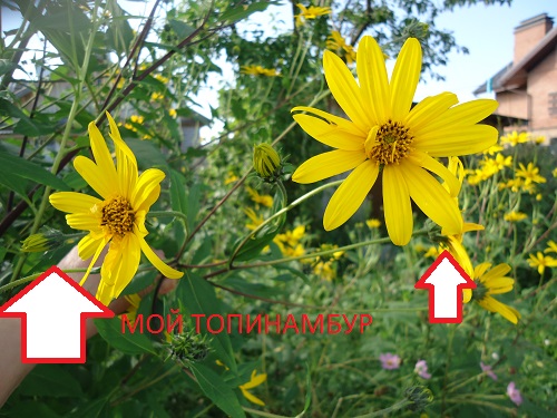  (500x375, 114Kb)