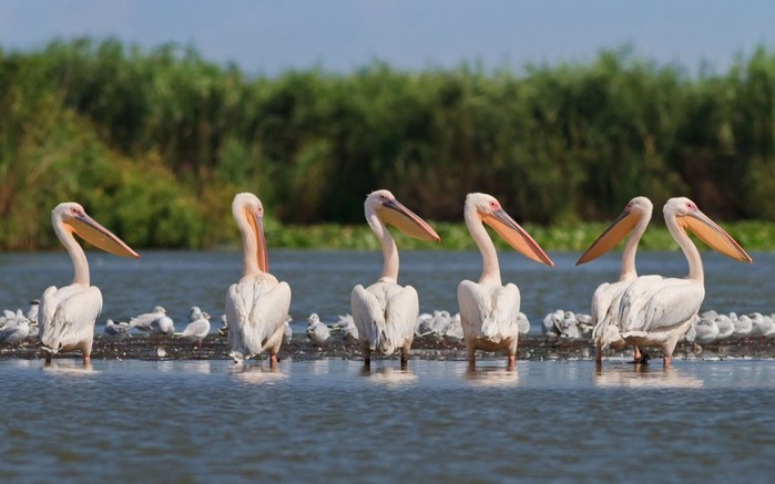 pelicans (900x637, 64Kb)