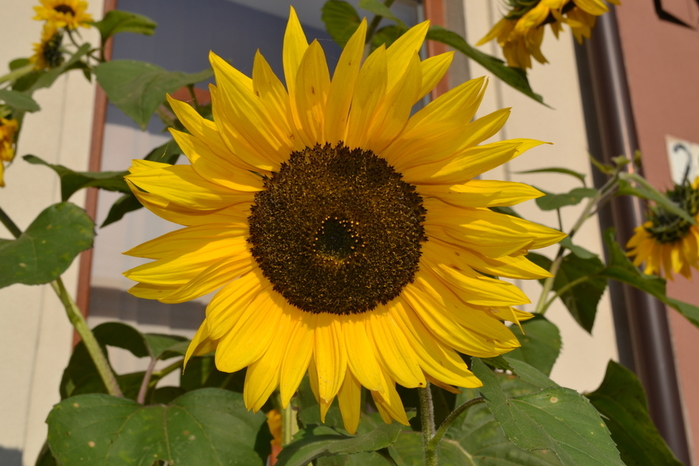 DSC_1213 (700x466, 247Kb)