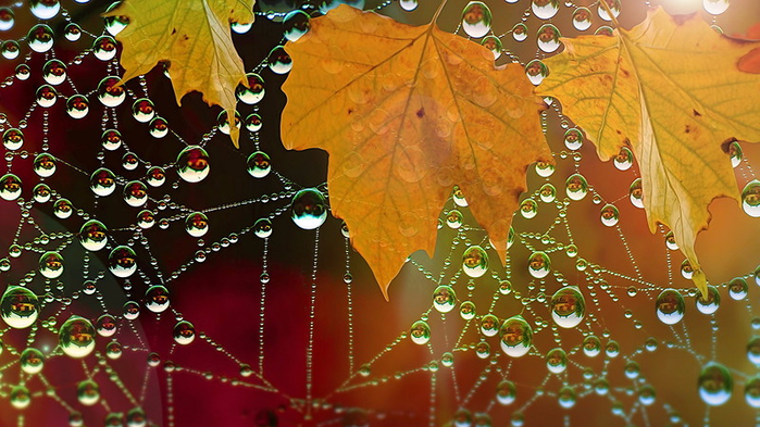 0_cf461_cd6a2198_XL (700x393, 416Kb)