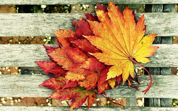 fall_09 (600x375, 387Kb)