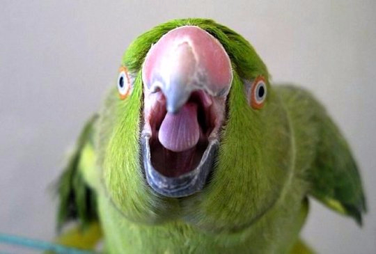 bird-drinker (540x365, 121Kb)