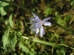  P6220006 (700x523, 403Kb)