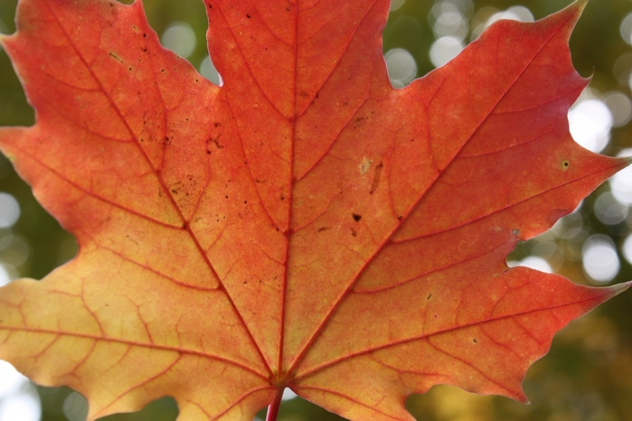 4052195_IMG_6259 (700x466, 233Kb)