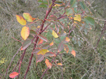  P8100070 (700x523, 566Kb)