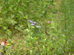  P6220044 (700x523, 475Kb)