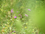  P6220046 (700x523, 496Kb)