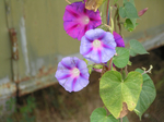  P6220048 (700x523, 429Kb)