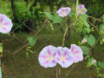  P6220052 (700x523, 459Kb)