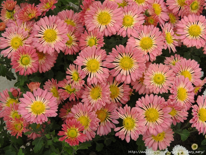 DSCN9570 (700x525, 427Kb)