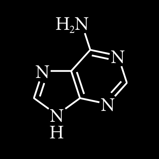 adenine (1) (555x555, 18Kb)