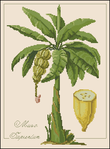 Botanical Banana (432x585, 170Kb)