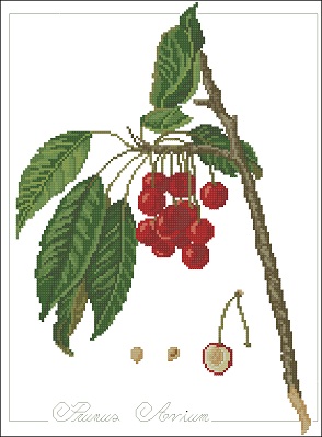 Botanical sweet cherry (294x399, 40Kb)