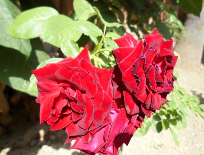 Испания розы фото