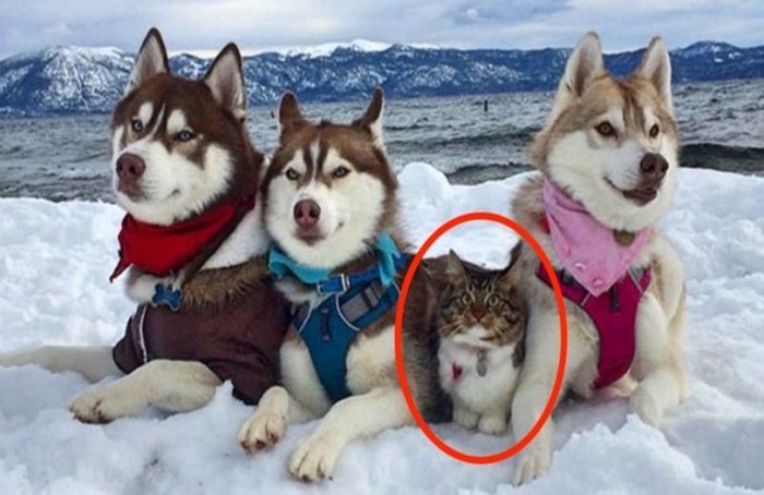 Эта кошка считает себя большой и опасной собакой, потому что ее спасли «сородичи» хаски