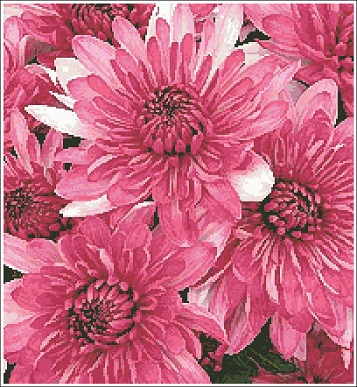 pink-chrysanthemums (357x387, 91Kb)