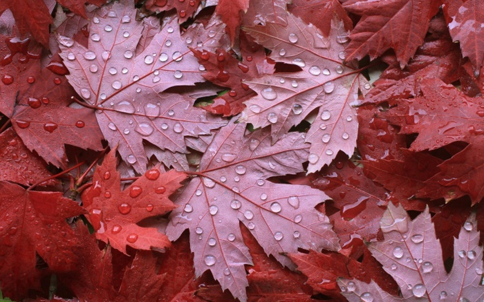 1507480381 (700x437, 411Kb)
