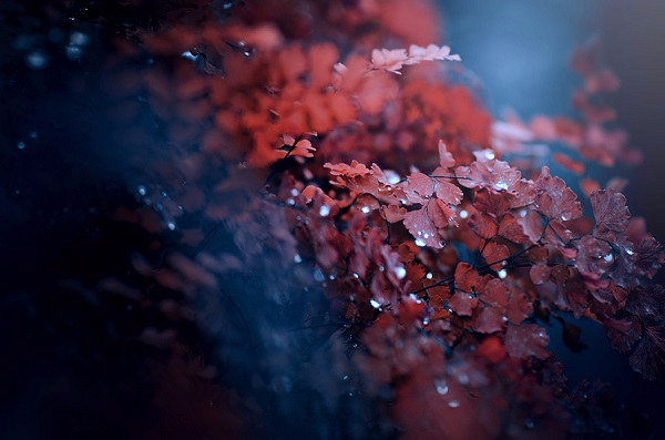 by_ajkabajka-d7x38r2 (600x397, 210Kb)