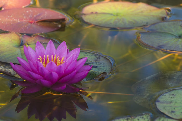 highres_437450778 (700x468, 322Kb)