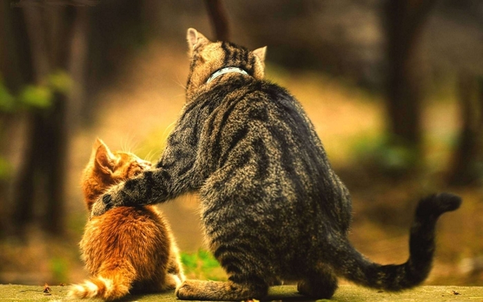 4603781_catarmsaroundfriendshipwallpapers (700x437, 215Kb)