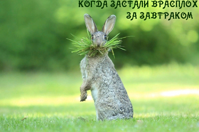55375 (699x466, 361Kb)