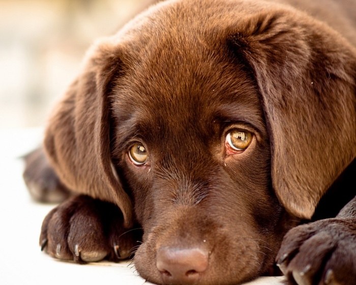 innocent-puppy-eyes-1 (700x560, 141Kb)