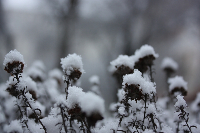 4052195_IMG_6716 (700x466, 182Kb)