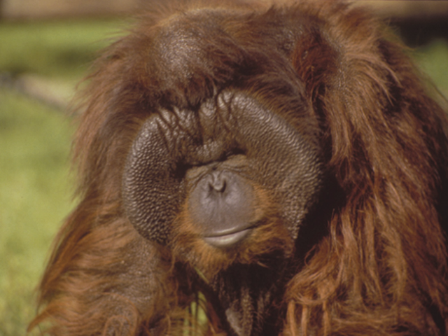 orangutan460x345 (640x480, 736Kb)