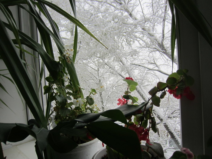 IMG_2856 (700x525, 111Kb)